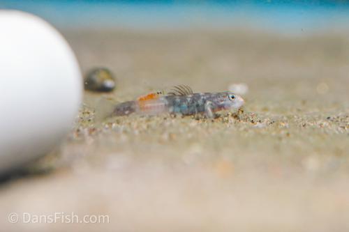 New Caledonian Red Nose Goby