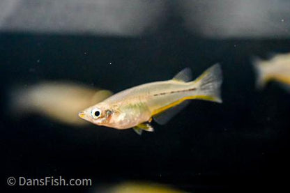 Celebes Ricefish - Wild