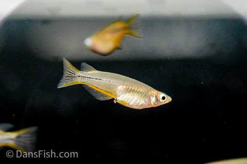 Celebes Ricefish - Wild