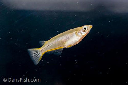 Celebes Ricefish - Wild