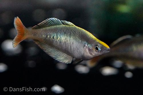 Party Animal Rainbowfish