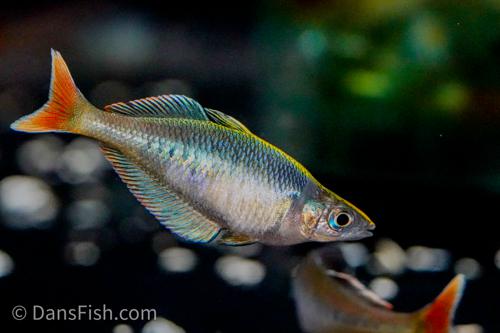 Party Animal Rainbowfish