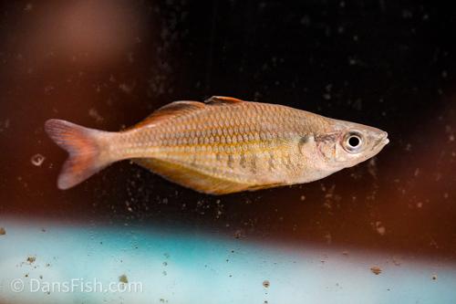 Chilatherina fasciata Clearwater Creek
