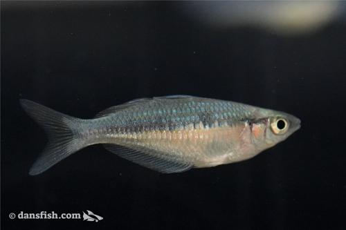 Chilatherina pricei