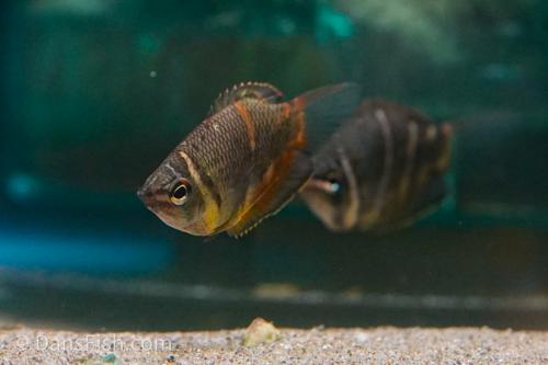 Chocolate Gourami