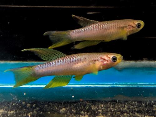 Aphyosemion poliaki, Trio (1M2F)