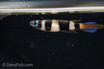 Clown Killifish