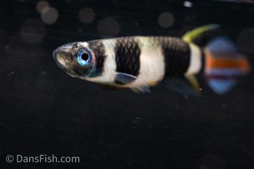 Clown Killifish