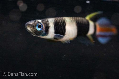 Clown Killifish