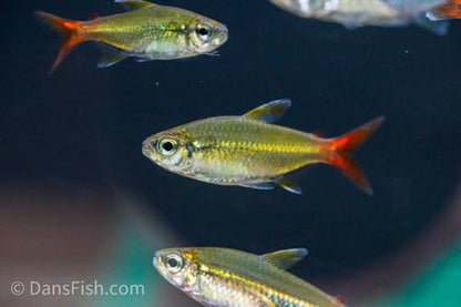 Colletti Tetra