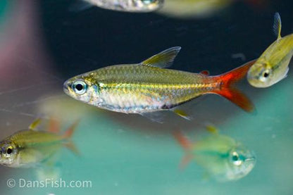 Colletti Tetra