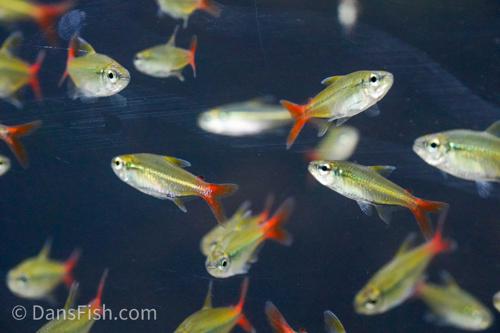 Colletti Tetra