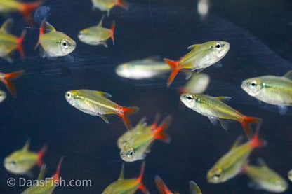 Colletti Tetra