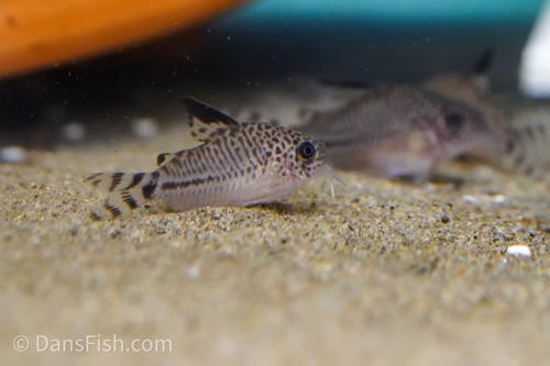 Corydoras CW062