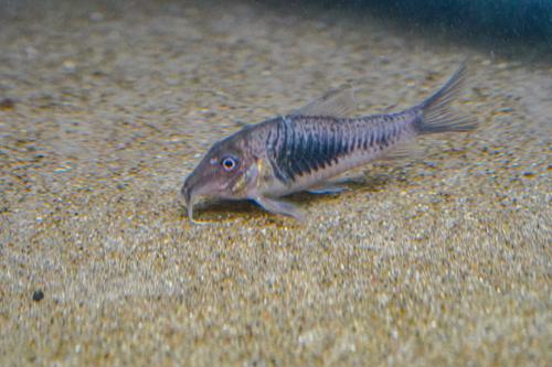 Corydoras CW124