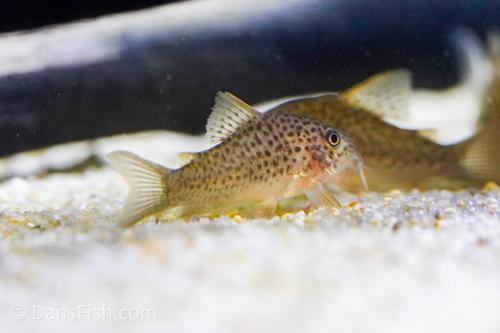 Corydoras CW140