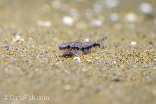 Corydoras CW153