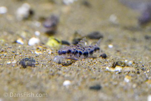 Corydoras CW153