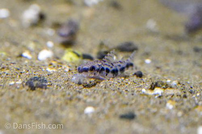 Corydoras CW153