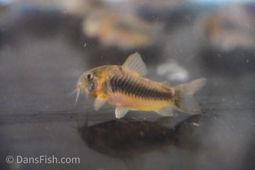 Bronze Cory