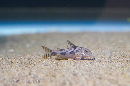 Corydoras carlae