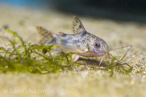 Corydoras carlae