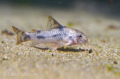 Corydoras carlae
