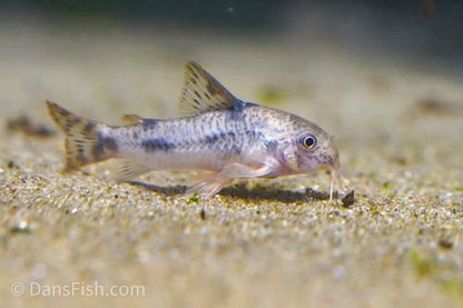 Corydoras carlae