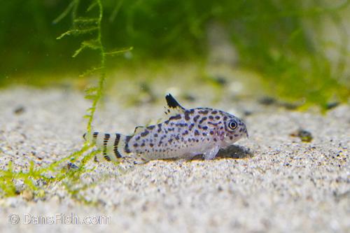 Corydoras cruziensis C012