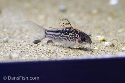Elegant Cory