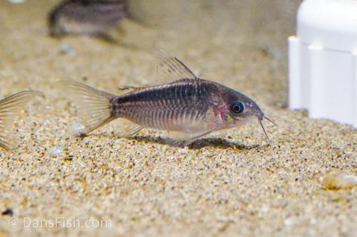 Elegant Cory