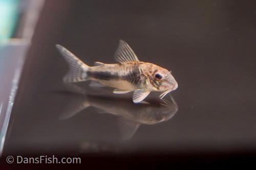 CW005 Cory aurofrenatus