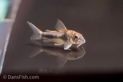 CW005 Cory aurofrenatus