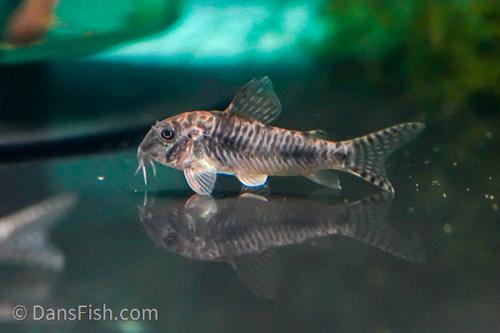 CW005 Cory aurofrenatus