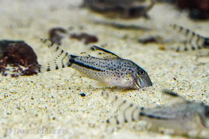 Corydoras fulleri C115/C116