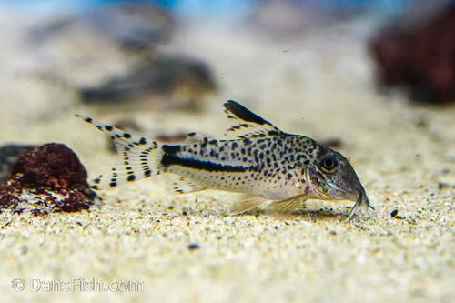 Corydoras fulleri C115/C116