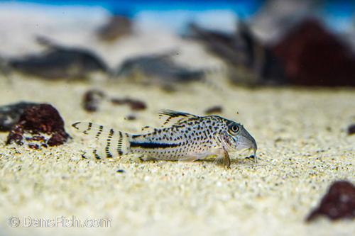 Corydoras fulleri C115/C116