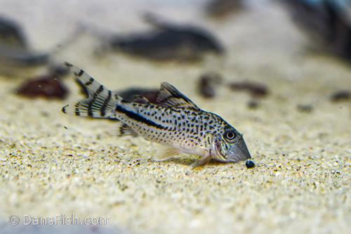 Corydoras fulleri C115/C116