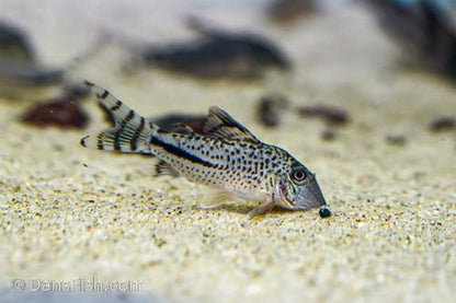 Corydoras fulleri C115/C116