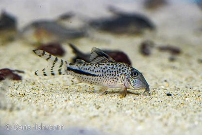 Corydoras fulleri C115/C116