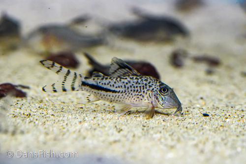 Corydoras fulleri C115/C116