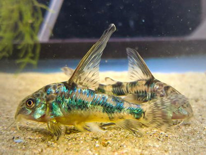 Long Fin Corydoras paleatus