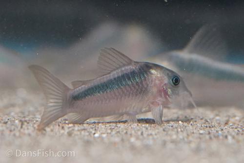 Corydoras rabauti
