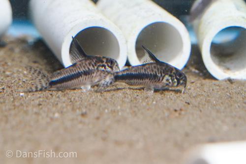 CW114 Corydoras sipaliwini