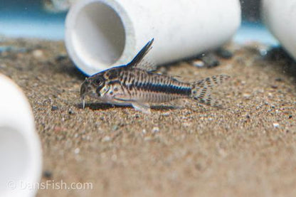 CW114 Corydoras sipaliwini