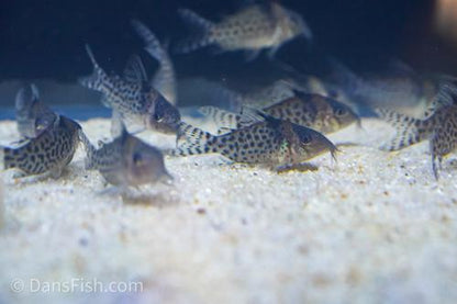 Corydoras sp. Tank #GG3