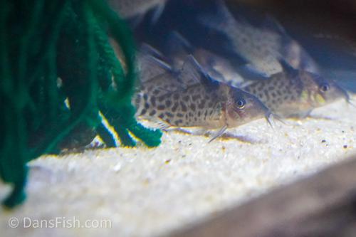 Corydoras sp. Tank #GG3
