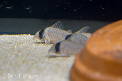Corydoras sp. Tank #GG4