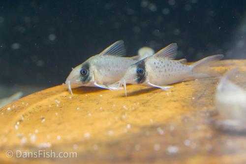 Corydoras sp. Tank #GG4