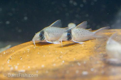 Corydoras sp. Tank #GG4